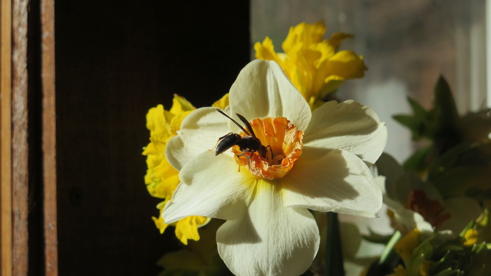 Bernie Harberts, wasp, flower