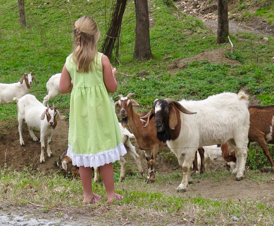 Bernie Harberts, girl feeding goat
