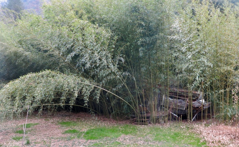 Bernie Harberts, bamboo, trailer