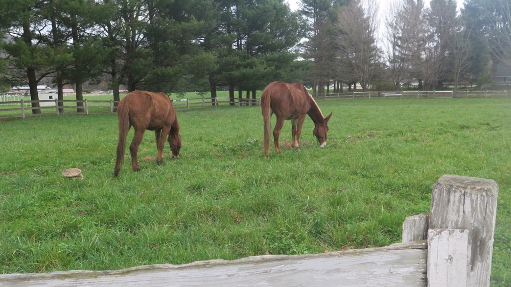 Bernie Harberts, mule, horse, pasture