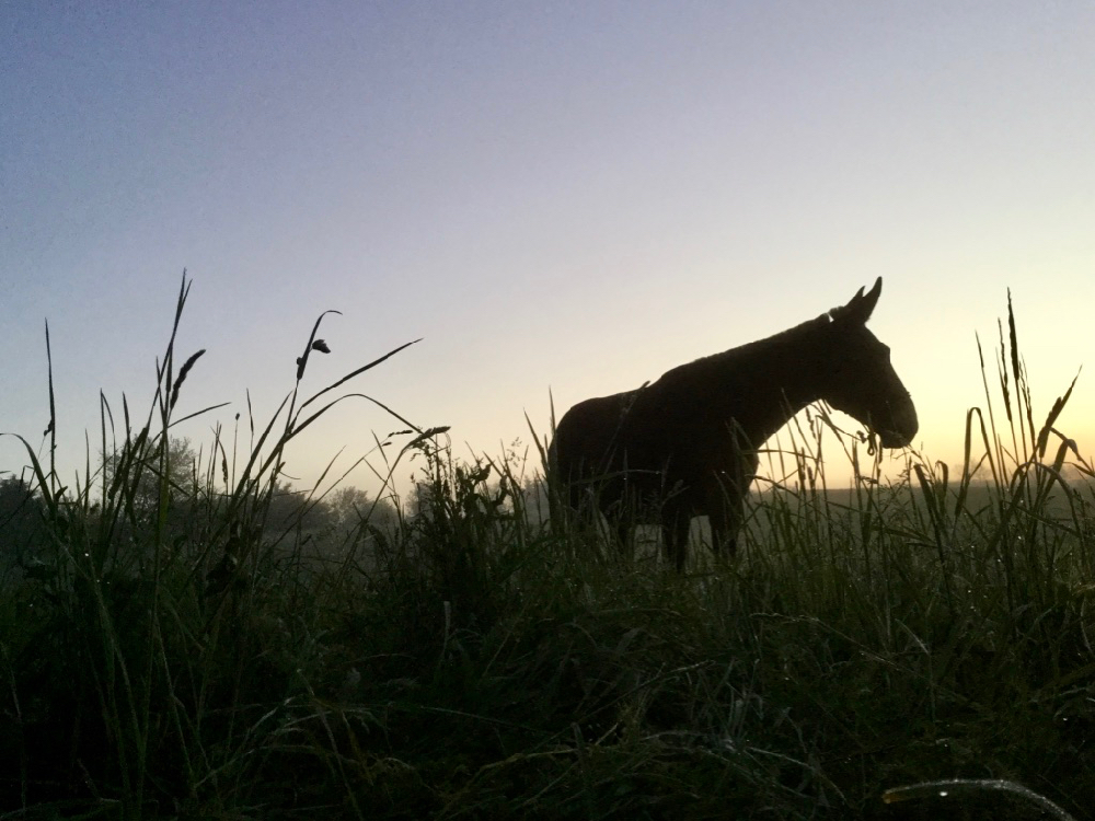 Bernie Harberts, mule, sunrise