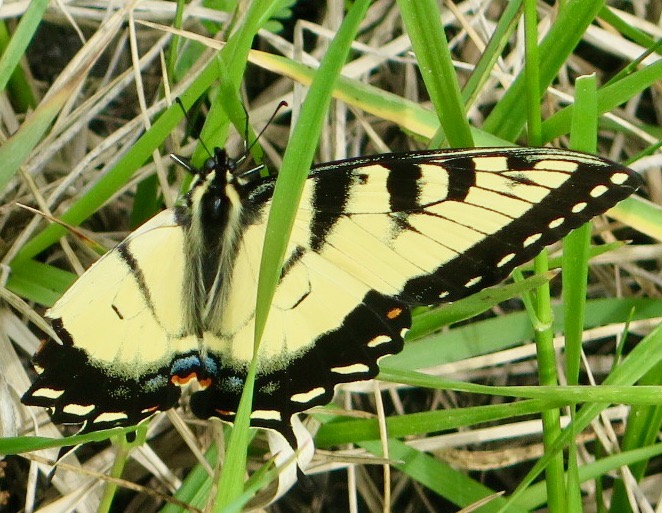 Bernie Harberts, butterfly, eastern tiger tail