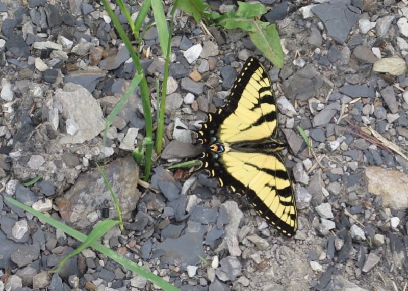 Bernie Harberts, butterfly, eastern tiger tail