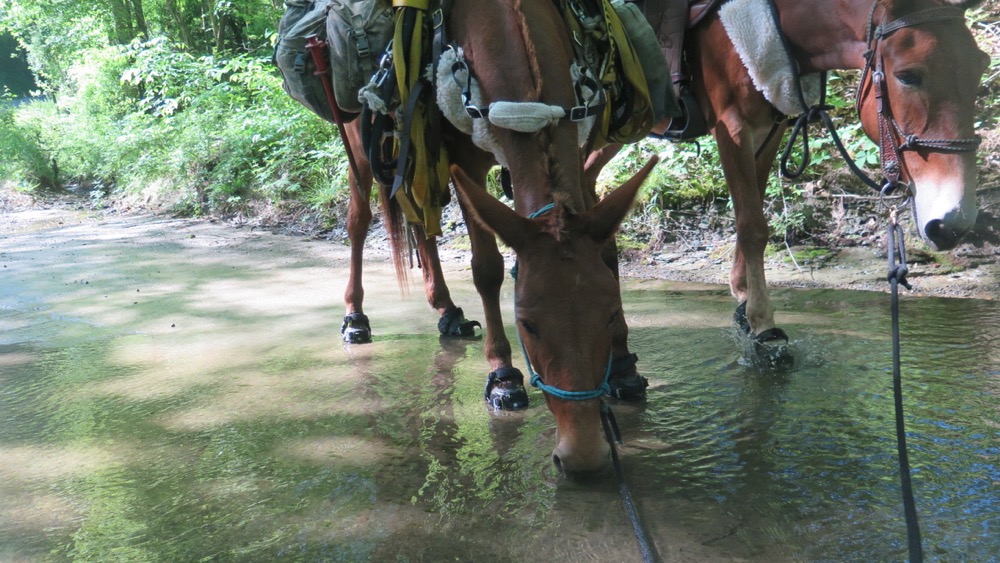Bernie Harberts, mule, trail ride, shawn pendelton