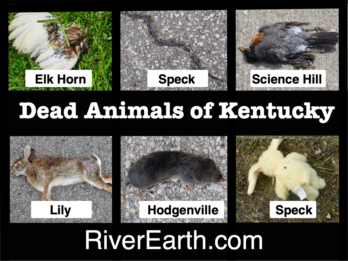 Bernie Harberts, mule, trail ride, road kill, dead animals of kentucky
