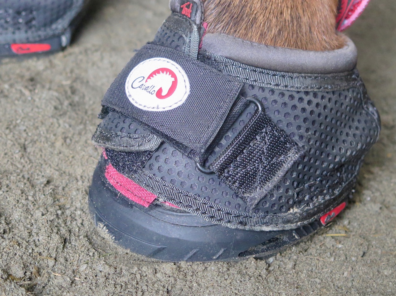 Cavallo Hoof Boot Review: First Impression