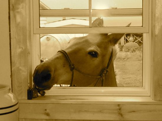 The Mule at Your Window