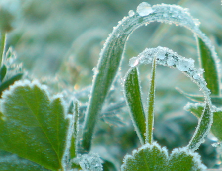 frost_on_arced_leaf450
