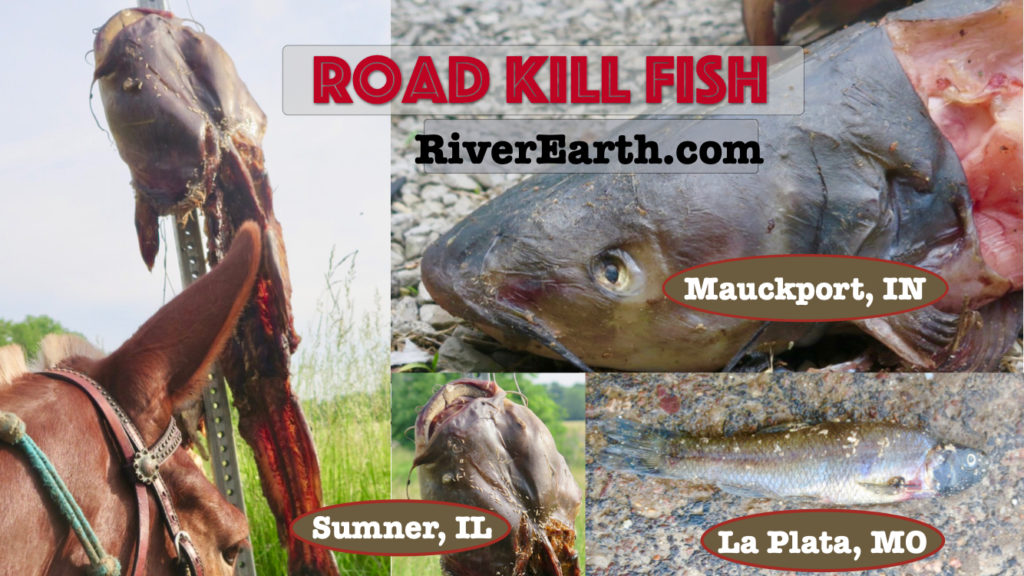 Road Kill Fish