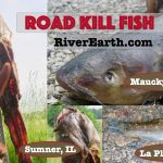 road_kill_Fish-2