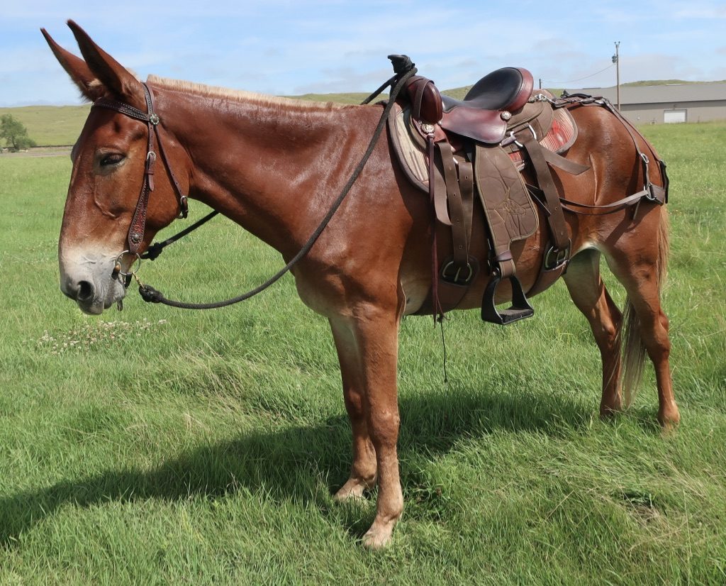 Queen Valley Mule Ranch Saddle Review