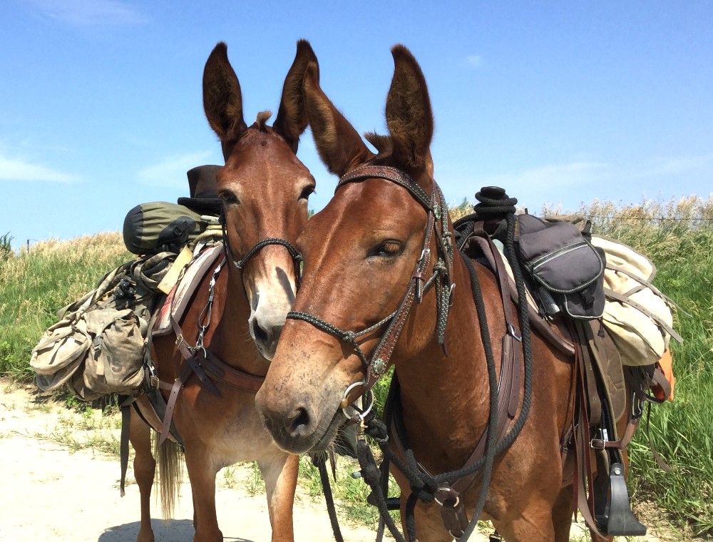 Sought: Ride Home for Two Mules