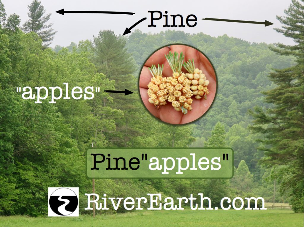 Pineapples or Pine Apples?