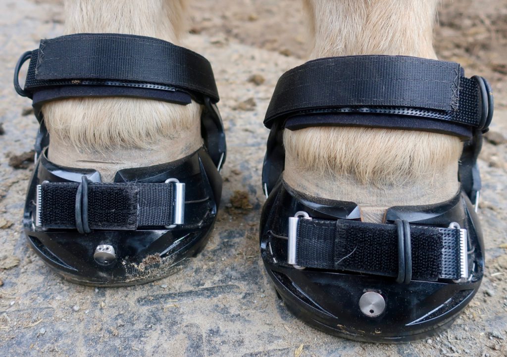 Adjusting Pie's Hoof Boots (Part 3 of the 3 Part Series on Transitioning to Hoof Boots)