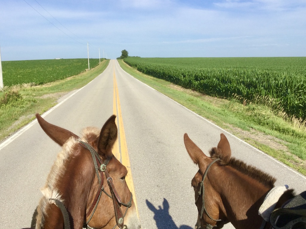 Please Sign up for the"Two Mules to Triumph" Newsletter