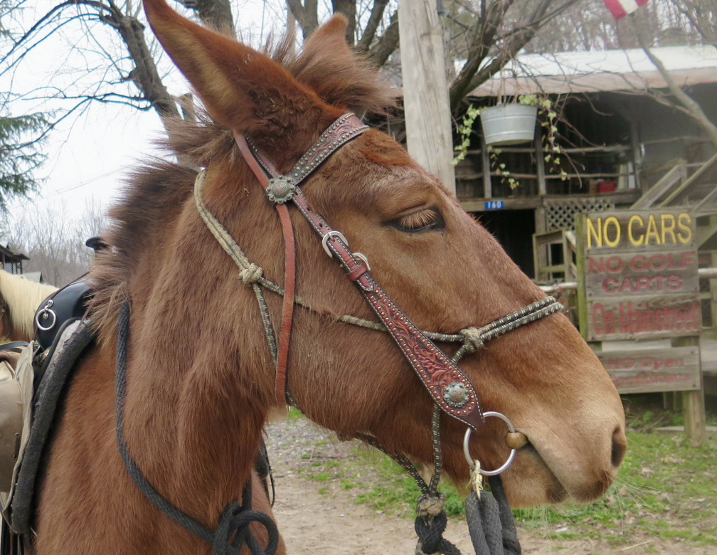 Is a Mare Mule or Horse Mule Better?