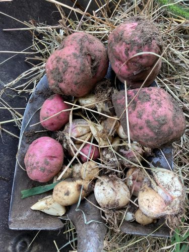 fresh dug potatoe and garlic