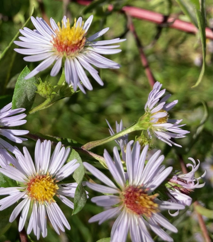 fall aster bloom