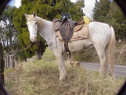 New Zealand horse Hodge belonging to Allan Crawford Bernie Harberts photo