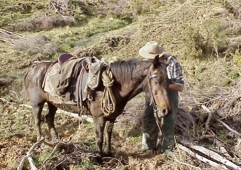 new zealand stockman allan crawford with his horse dancer Bernie Harberts photo