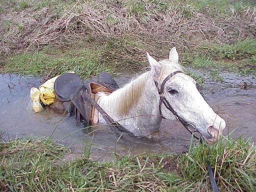 horse Hodge stuck in new zealand creek Bernie Harberts photo