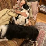 Photo of the Day – Covered in Border Collies