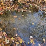 Photo of the Day – Fallen Leaves and Brook