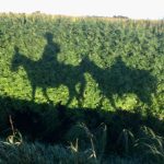 Photo of the Day – Mule Hemp Shadow