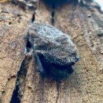 Photo of the Day – Napping Bat
