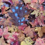 Photo of the Day – Some Leaves Never Blend in