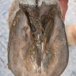 Photo of the Day – The Bottom of Brick’s Hoof