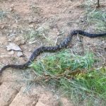 Photo of the Day – The Timber Rattler up Our Mountain