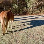Photo of the Day – End of Year Mule Shadow