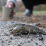 Photo of the Day – Driveway Crayfish