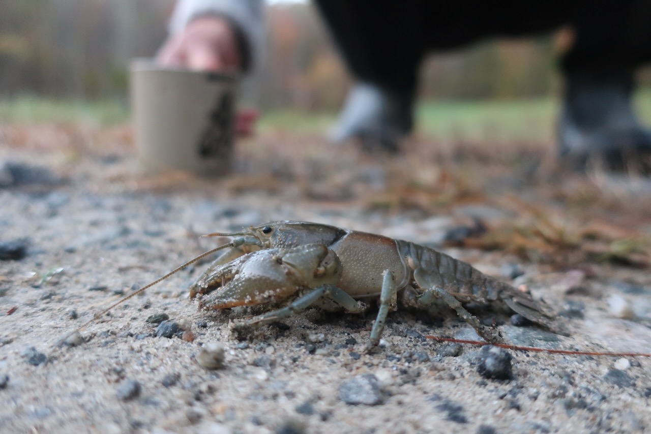 Photo of the Day - Driveway Crayfish