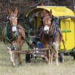 Photo of the Day – Mules Sandy (L) and Polly Pulling the Lost Sea Wagon
