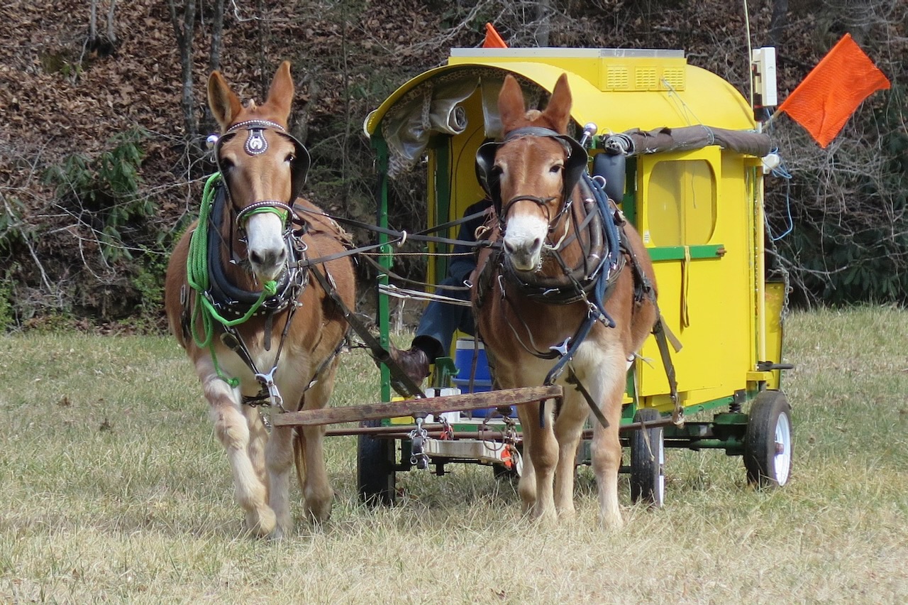 Photo of the Day - Mules Sandy (L) and Polly Pulling the Lost Sea Wagon
