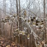 Photo of the Day – Wintry Bouquet