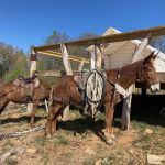 Photo of the Day – Legging up Mules Brick and Cracker