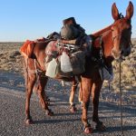 Photo of the Day – Walking Through Wyoming With Mule Brick