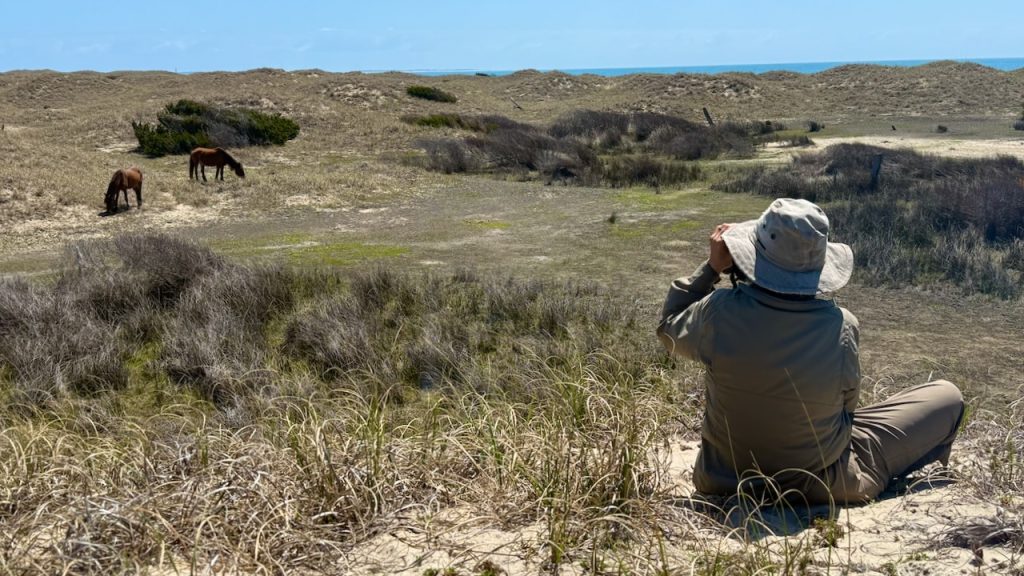 Julia Carpenter observing wild ponies on Shackleford Banks, North Carolina
