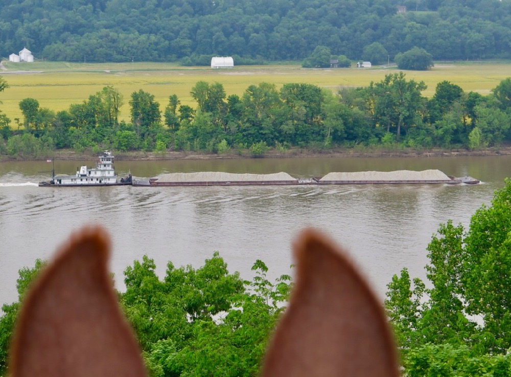 Week 6: Indiana Mule River Life