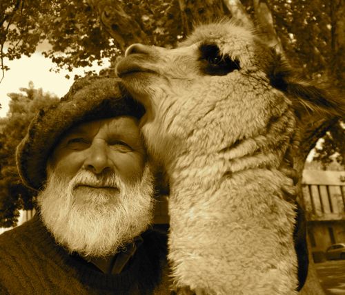 Ludo Mineur and His Alpaca Chico: A Chance Meeting in Hobart
