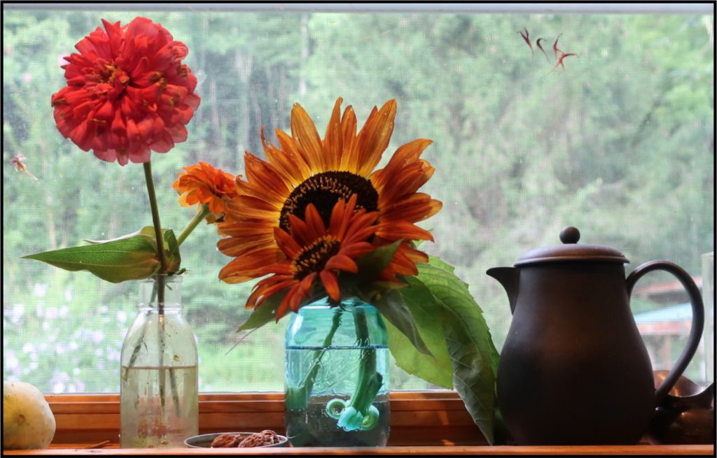 Sunflower and zinnia in jars on a window sill, teapot beside them, Around the Homestead
