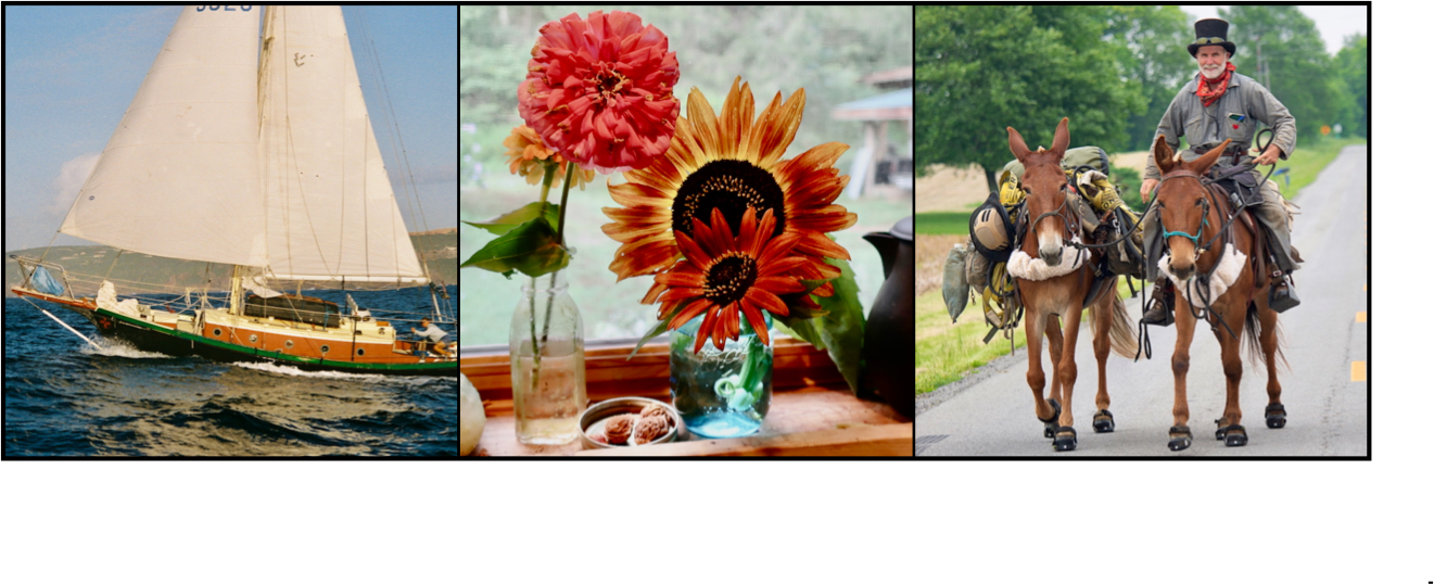 Bernie Harberts riding mules, flowers from the homestead, and sailboat Sea Bird, adventures by horse, mule, sail and homestead